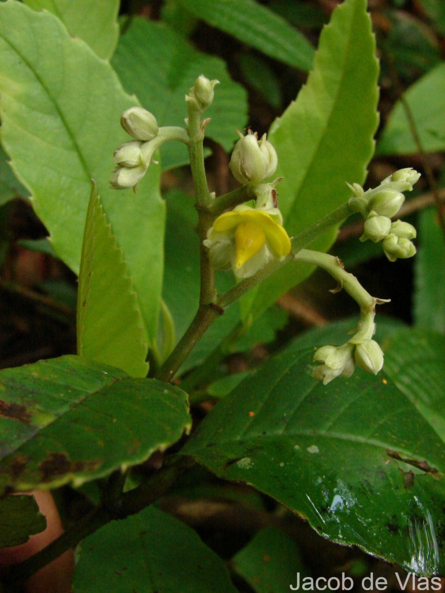 Schumacheria castaneifolia Vahl